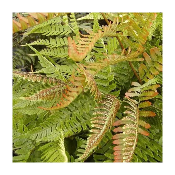 Rotschleierfarn - Dryopteris erythrosora kaufen? | Grnes Paradies