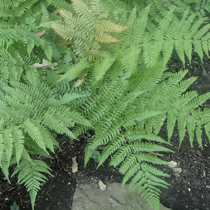 kaktusarten zimmerpflanze Kaktus-Wolfsmilch Euphorbia Acrurensis (Cowboy-Kaktus) 24cm 80cm