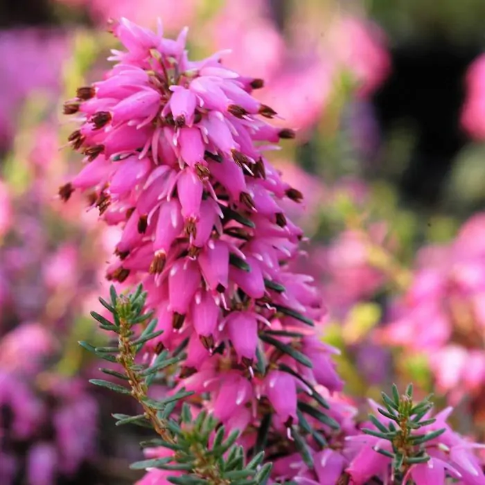 Schneeheide Winterheide rosa | Erica carnea 'Rosalie' kaufen? | Grnes  Paradies