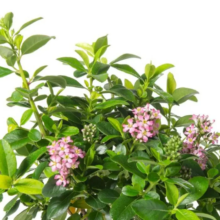Escallonia laevis 'Pink Elle' kaufen | Rosa Andenstrauch | Grnes Paradies