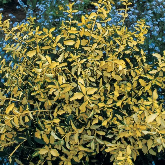 Spindelstrauch grn gelb | Euonymus fortunei 'Blondy' kaufen? | Grnes  Paradies