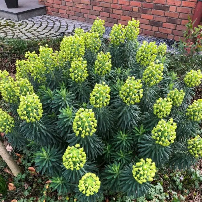 Wolfsmilch gelb | Euphorbia characias wulfenii kaufen? | Grnes Paradies