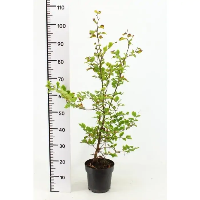 echter gummibaum Gummibaum Robusta - Ficus elastica Robusta