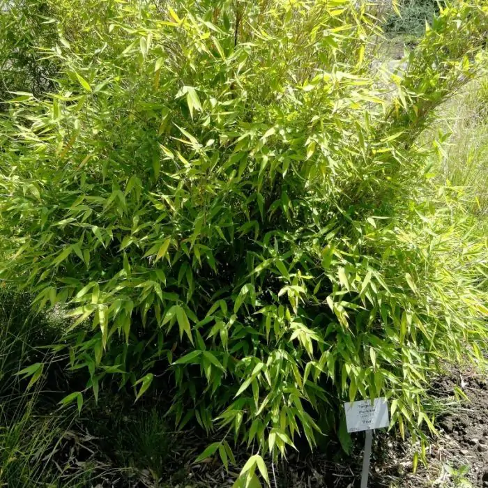 Schirmbambus grn | Fargesia murieliae 'Panda' kaufen? | Grnes Paradies