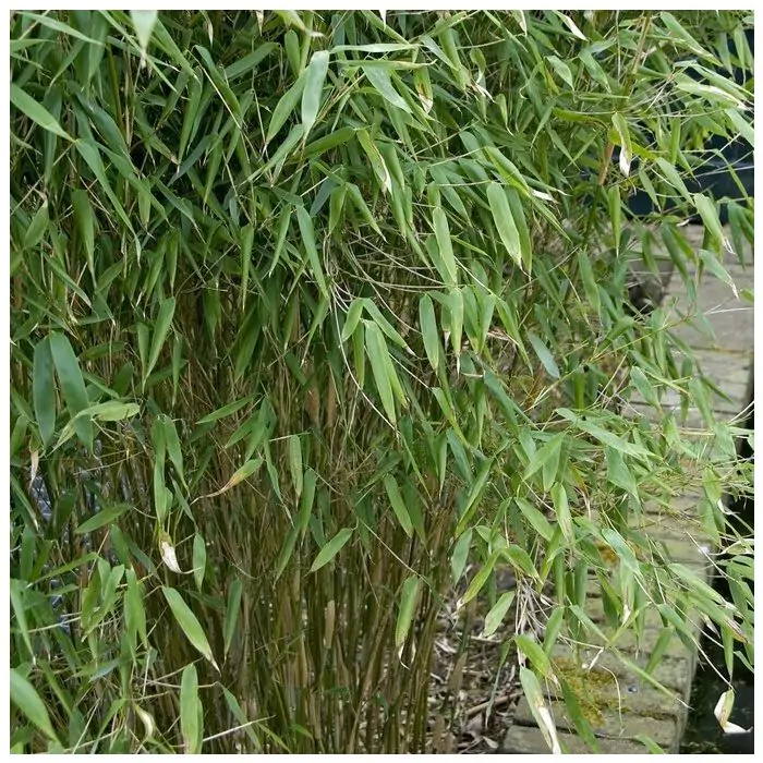 Schirmbambus grn | Fargesia murieliae 'Panda' kaufen? | Grnes Paradies