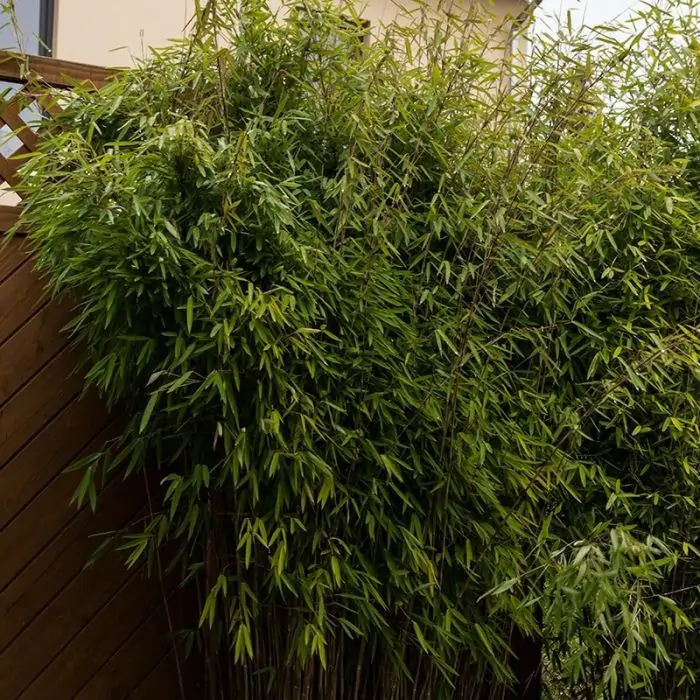 Schirmbambus schwarz | Fargesia nitida 'Black Pearl' kaufen? | Grnes  Paradies