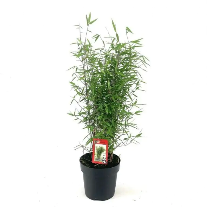 Schirmbambus schwarz | Fargesia nitida 'Black Pearl' kaufen? | Grnes  Paradies