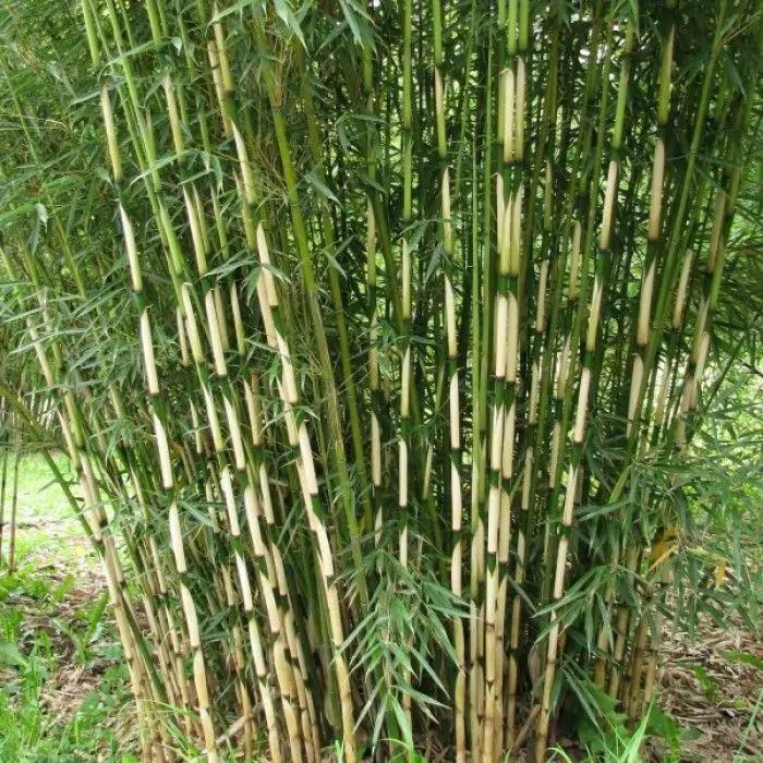 Fargesia robusta 'Campbell' - Schirmbambus