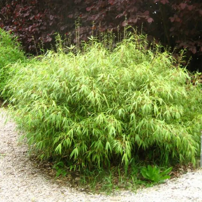 kunstpflanze yucca Yucca gigantea – Foliage Factory