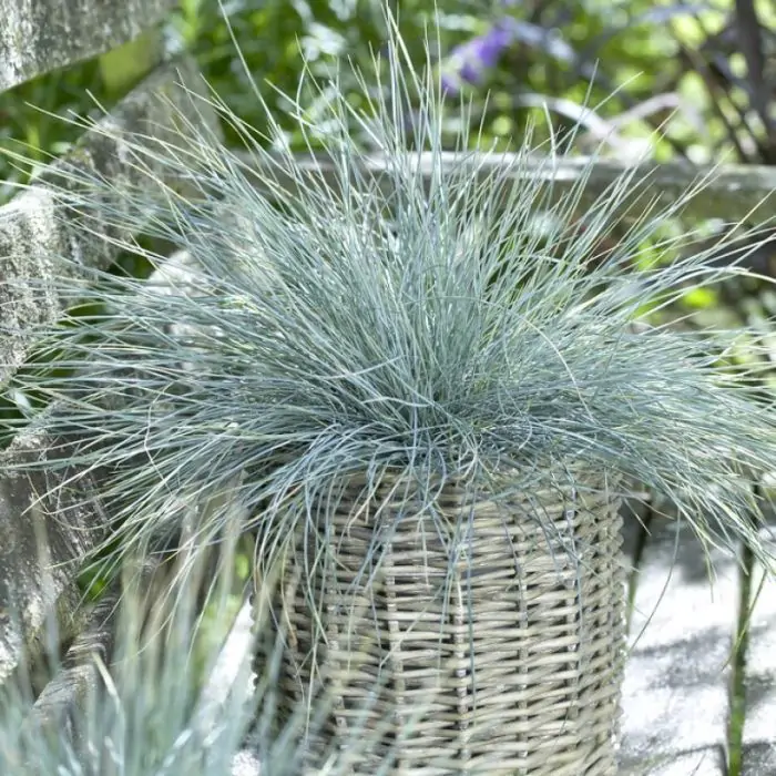 Blauschwingel blau | Festuca glauca 'Elijah Blue' kaufen? | Grnes Paradies