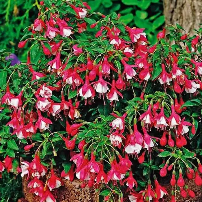 Fuchsie rot wei | Fuchsia 'Lady Thumb' kaufen? | Grnes Paradies