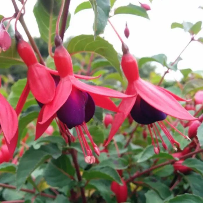 Fuchsia magellanica 'Mrs Popple' - Fuchsie