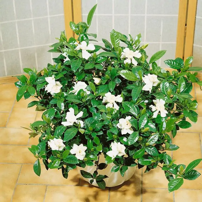 Gardenia jasminoides 'Sweetheart' - Kapjasmin
