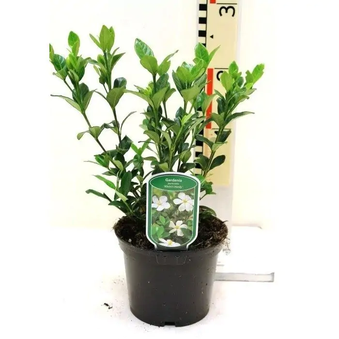 Kapjasmin wei | Gardenia jasminoides 'Sweetheart' kaufen? | Grnes Paradies
