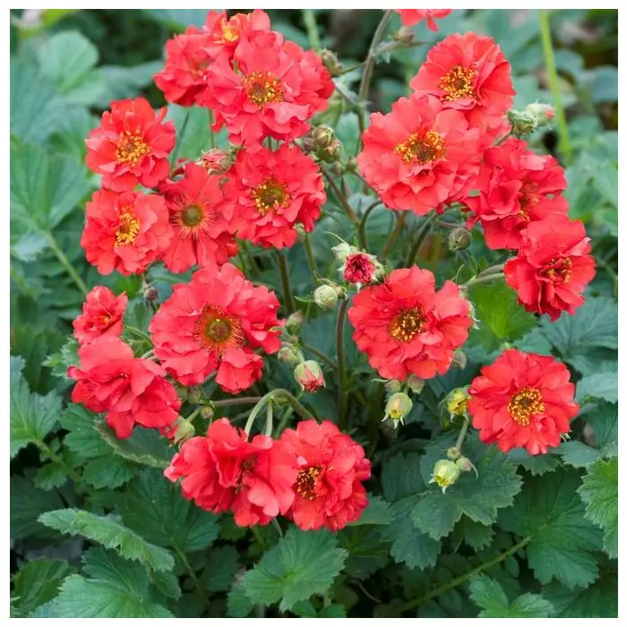 Nelkenwurz rot - Geum chiloense 'Mrs Bradshaw' bestellen | Grnes Paradies