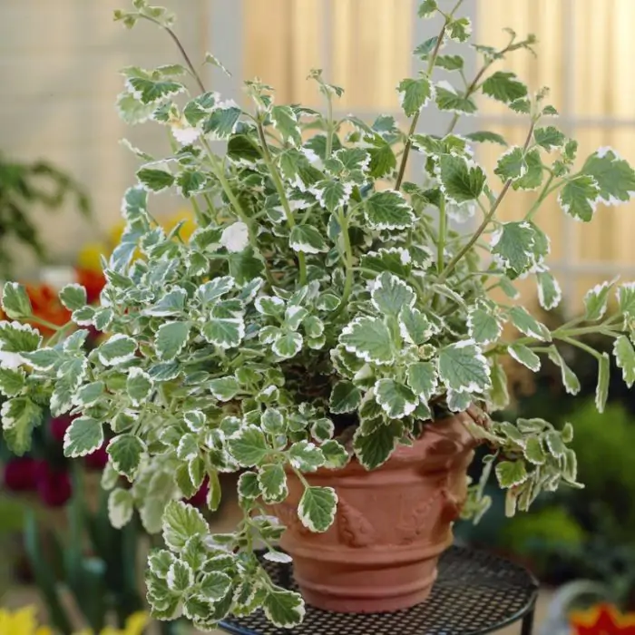 efeutute ranken Epipremnum Marble Queen main image 1
