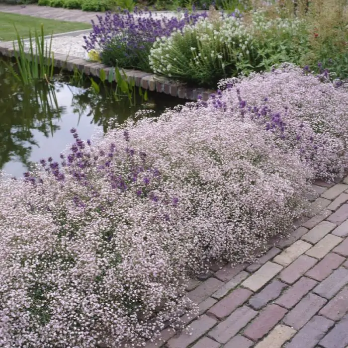 Kriechendes Schleierkraut rosa | Gypsophila 'Rosenschleier' kaufen? |  Grnes Paradies