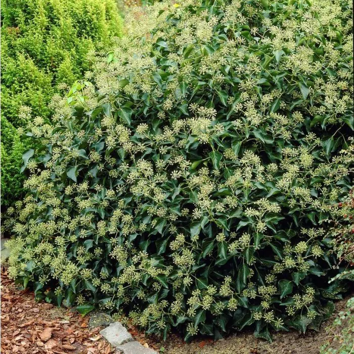 Strauch-Efeu grn | Hedera helix 'Arborescens' kaufen? | Grnes Paradies