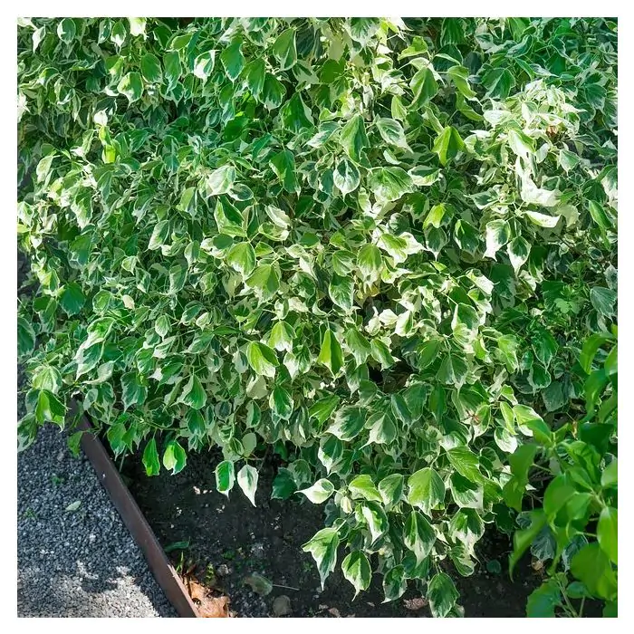 Efeu wei grn | Hedera helix 'Glacier' kaufen? | Grnes Paradies