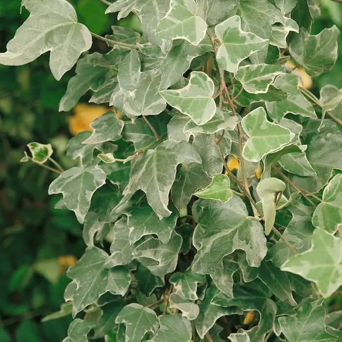 Efeu wei grn | Hedera helix 'Glacier' kaufen? | Grnes Paradies