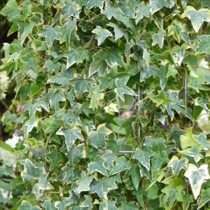 Efeu grn gelb | Hedera helix 'Goldchild' kaufen? | Grnes Paradies