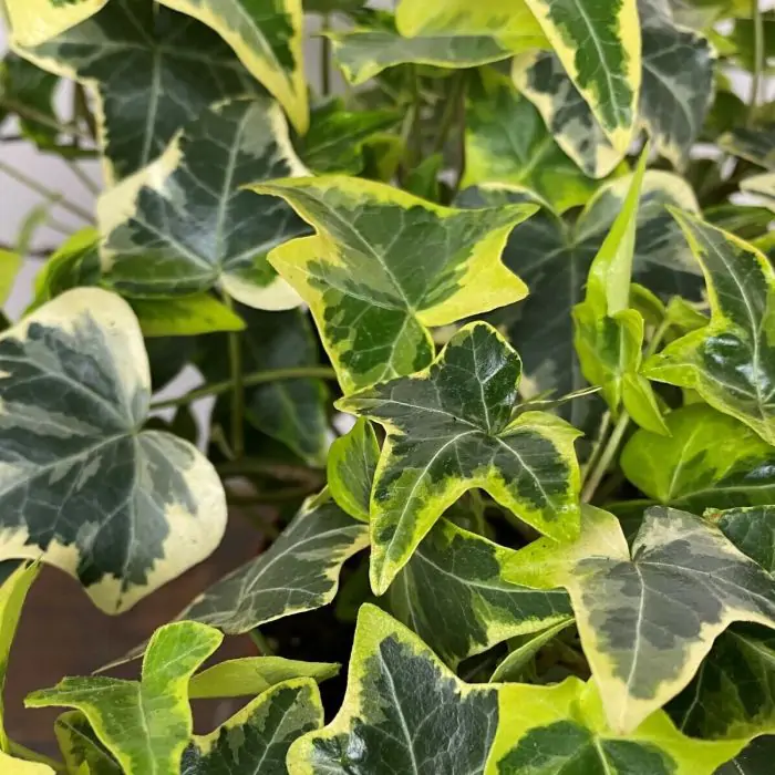 Efeu grn gelb | Hedera helix 'Goldchild' kaufen? | Grnes Paradies