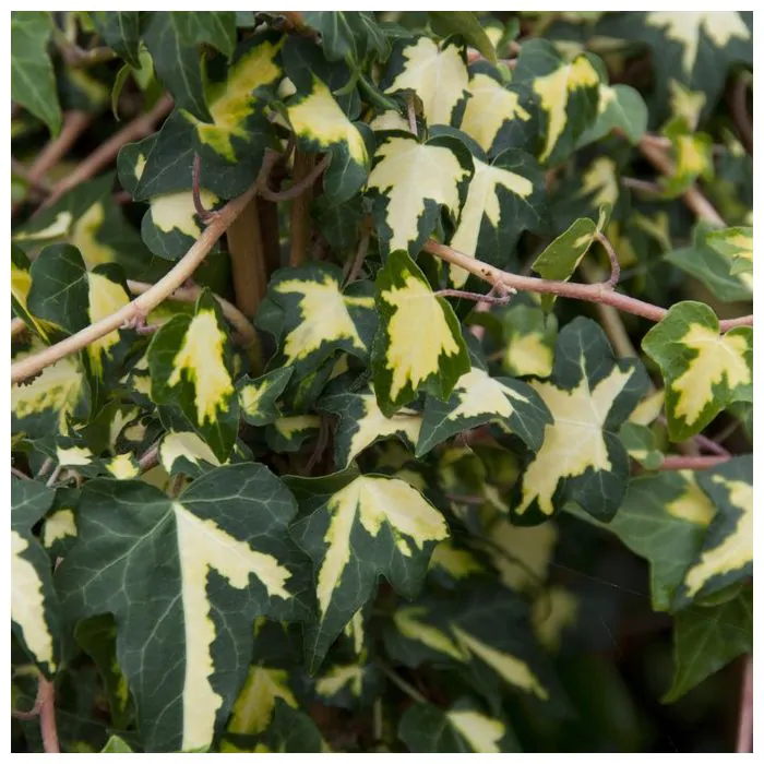 hedera helix wonder Hedera Helix Wonder | Mini Plant | Plants delivered to your home