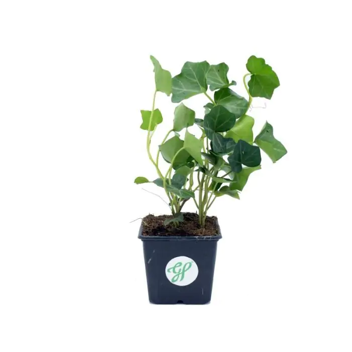 elefantenohr kalanchoe pflege Kalanchoe beharensis main image 0