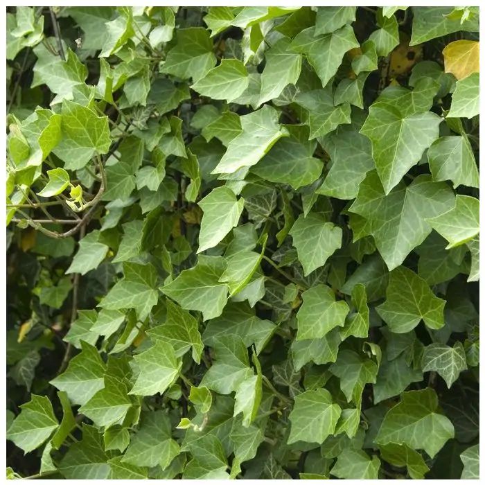 Hedera helix 'Woerner' - Efeu 'Woerner' kaufen? | Grnes Paradies