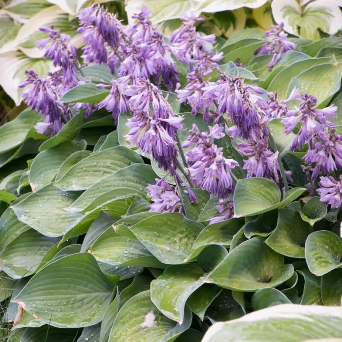 Funkie lila | Hosta 'Blue Cadet' kaufen? | Grnes Paradies