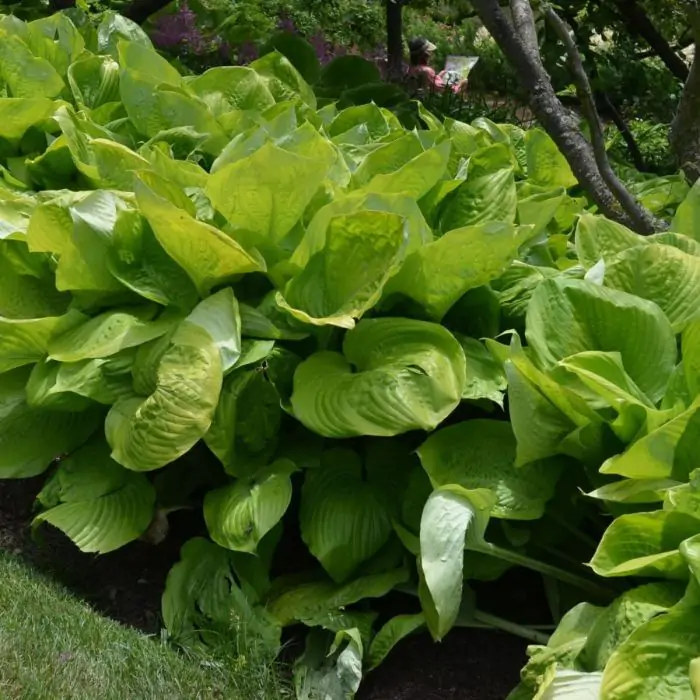 Funkie grn | Hosta 'Sum and Substance' kaufen? | Grnes Paradies