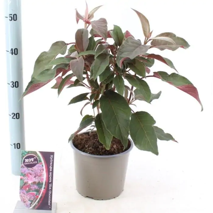 Hortensien blau lila rosa | Hydrangea aspera 'Hot Chocolate' kaufen? |  Grnes Paradies