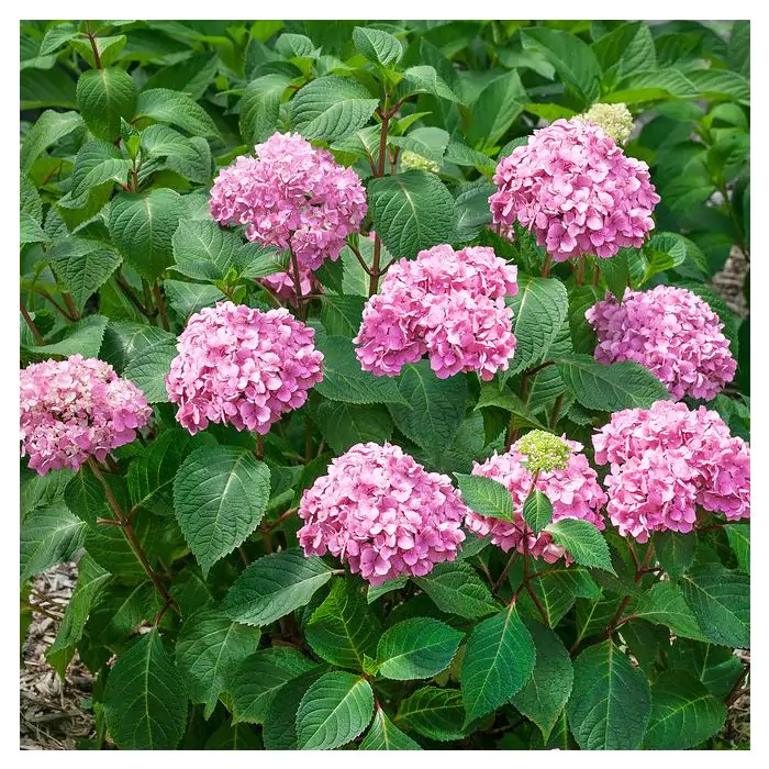 Hortensien rosa | Hydrangea 'The Orginal Pink' kaufen? | Grnes Paradies
