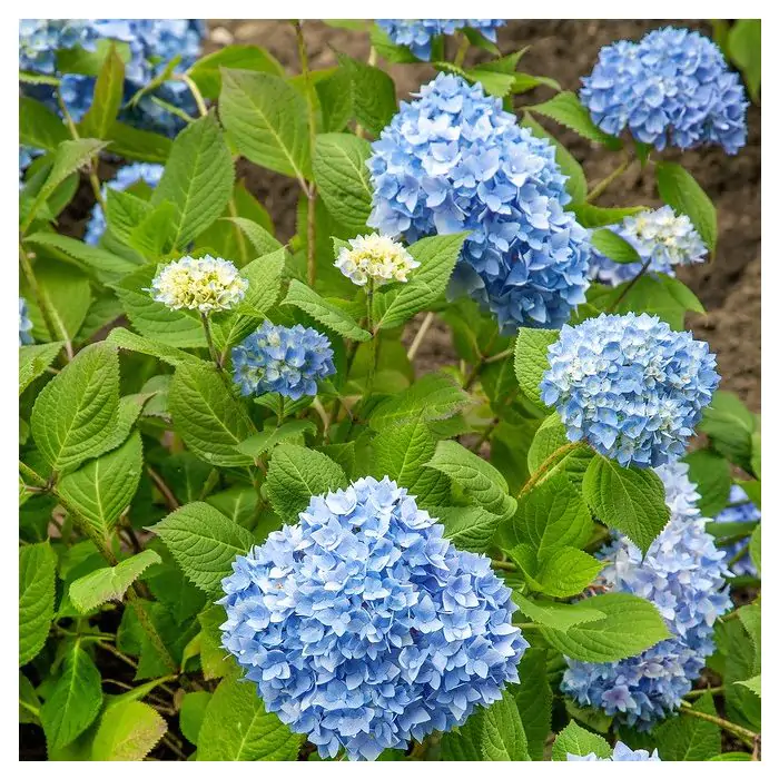 Hortensien blau| Hydrangea 'The Original Blue' kaufen? | Grnes Paradies