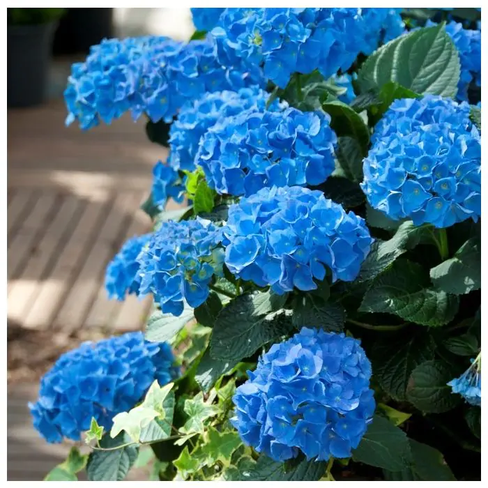 Hortensien blau | Hydrangea macrophylla 'Nikko Blue' kaufen? | Grnes  Paradies
