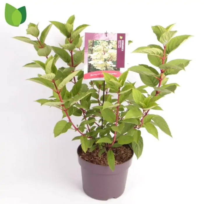 compo floranid rasen-langzeitdnger perfektion COMPO EXPERT Floranid Sport  Dngerprofi24