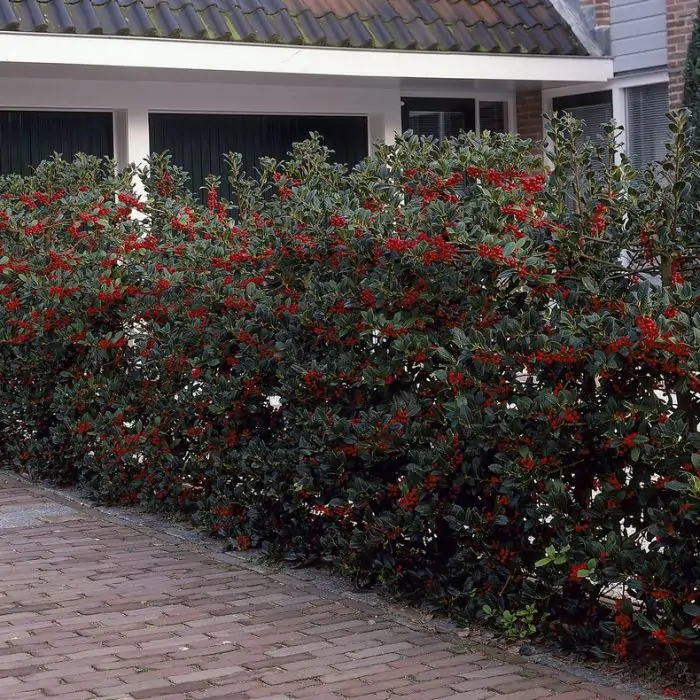 Ilex aquifolium - Stechpalme