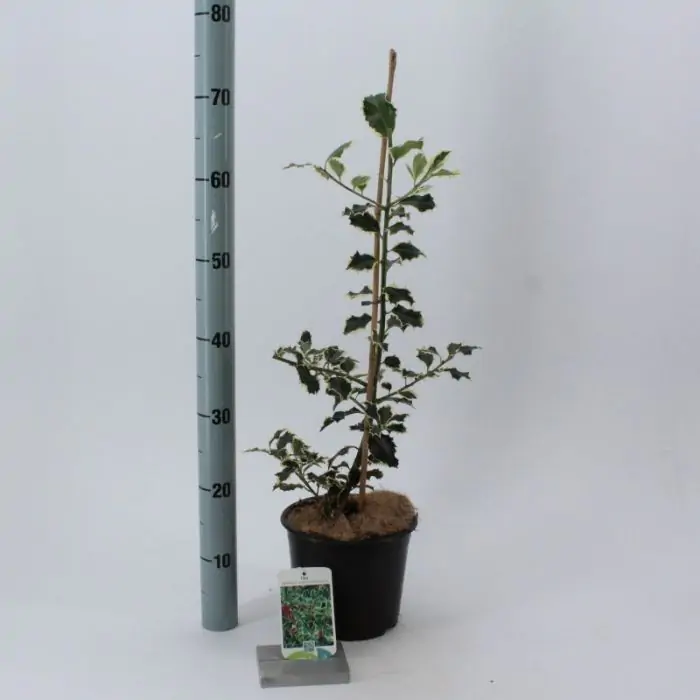 Stechpalme grn gelb wei | Ilex 'Argentea Marginata' kaufen? | Grnes  Paradies