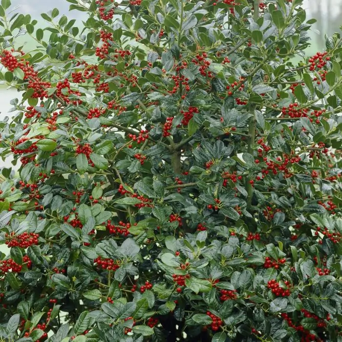 Europische Stechpalme rot | Ilex 'J.C. van Tol' kaufen? | Grnes Paradies