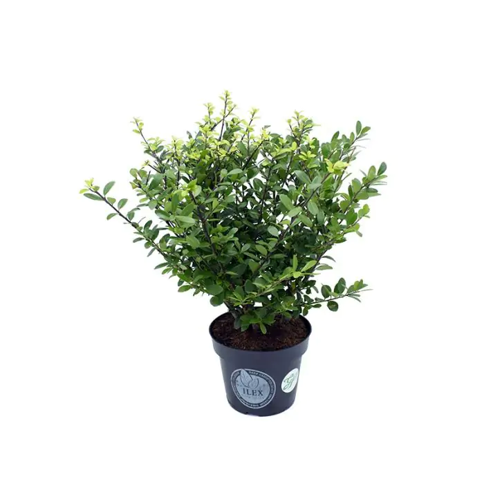 Lffel-Ilex grn | Ilex crenata 'Dark Green' kaufen? | Grnes Paradies