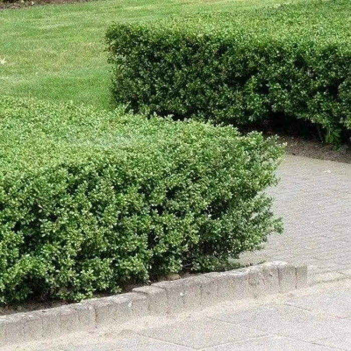 Japanische Stechpalme grn | Ilex crenata 'Green Hedge' kaufen? | Grnes  Paradies