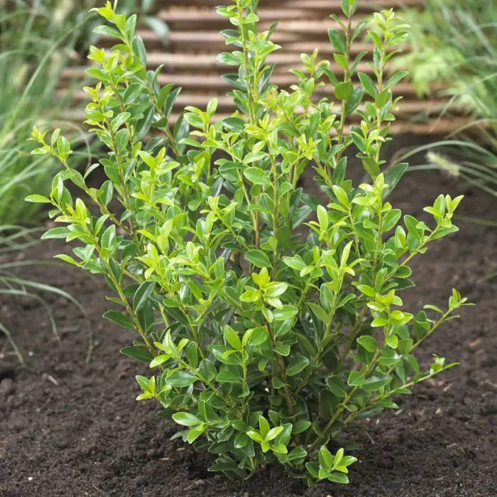 thuja aurea Thuja occidentalis 'Malonyana Aurea' Arborvitae