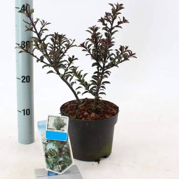 Amerikanische Stechpalme blau grn | Ilex 'Blue Maid' kaufen? | Grnes  Paradies