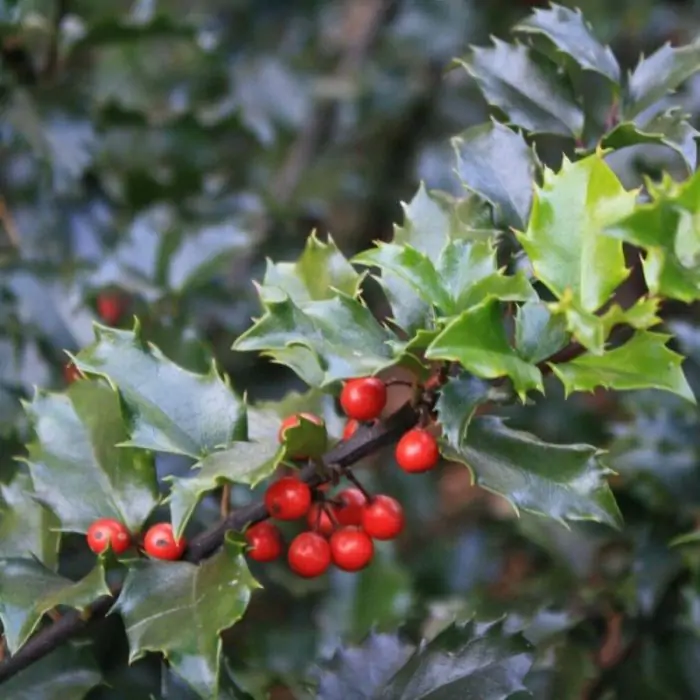 Amerikanische Stechpalme blau grn | Ilex 'Blue Princess' kaufen? | Grnes  Paradies