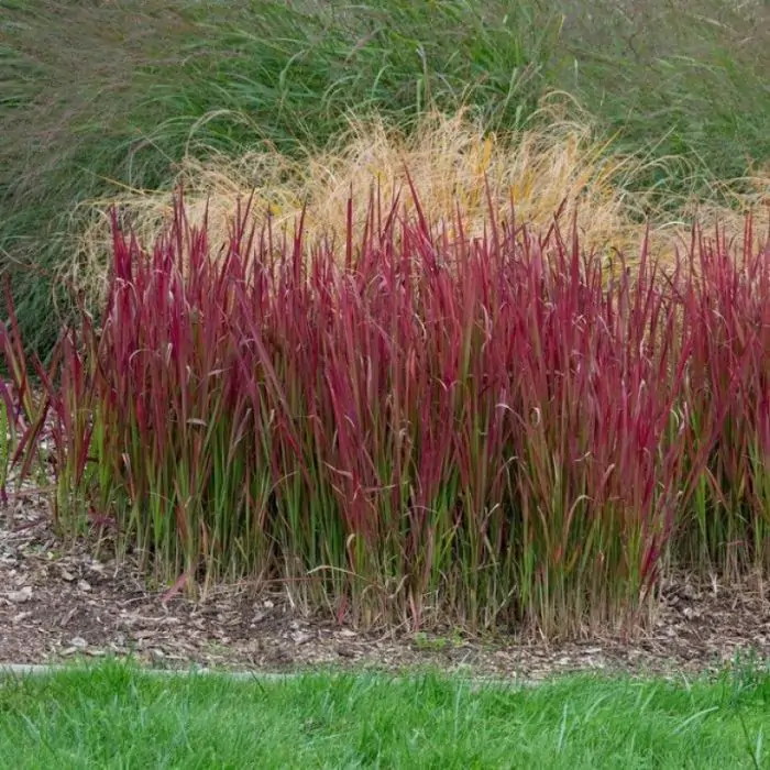 Imperata cylindrica Red Baron - Japanisches Blutgras kaufen? | Grnes  Paradies