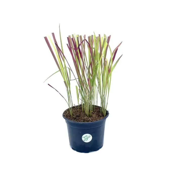 künstliche pflanzen für draussen 12 Bündel 35cm Kunstblumen wie Echt Künstliche Blumen Lavendel Outdoor –  kunstblumenshop main image 1