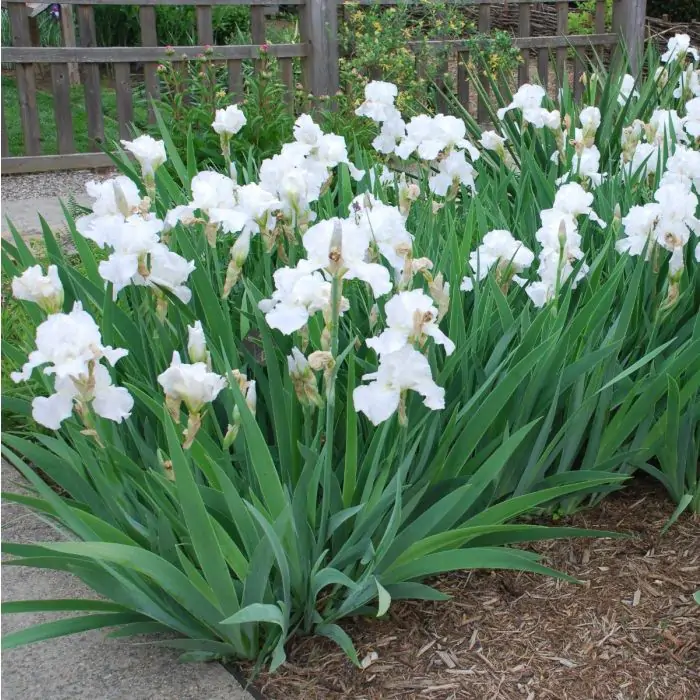 Schwertlilien wei | Iris germanica 'White Knight' kaufen? | Grnes Paradies