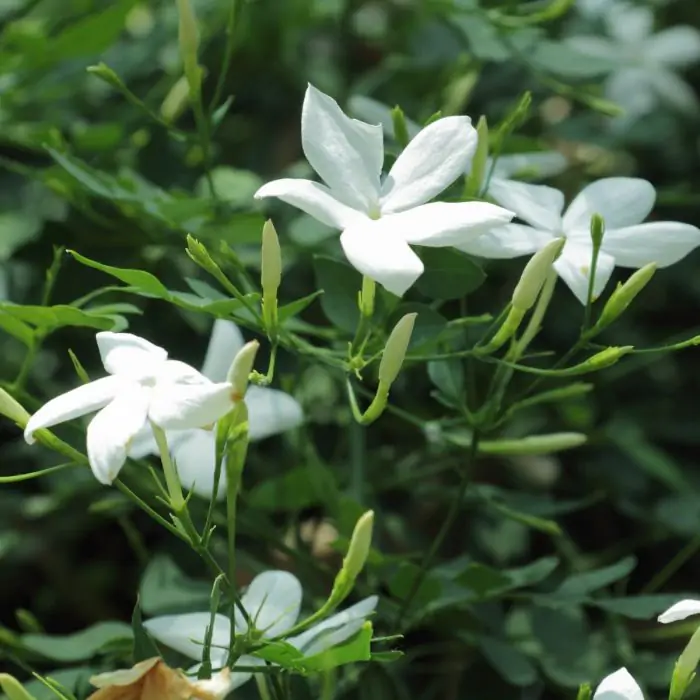 Winterjasmin wei | Jasminum officinale kaufen? | Grnes Paradies