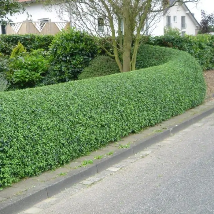 Ovalblttriger Liguster wei grn | Ligustrum ovalifolium kaufen? | Grnes  Paradies