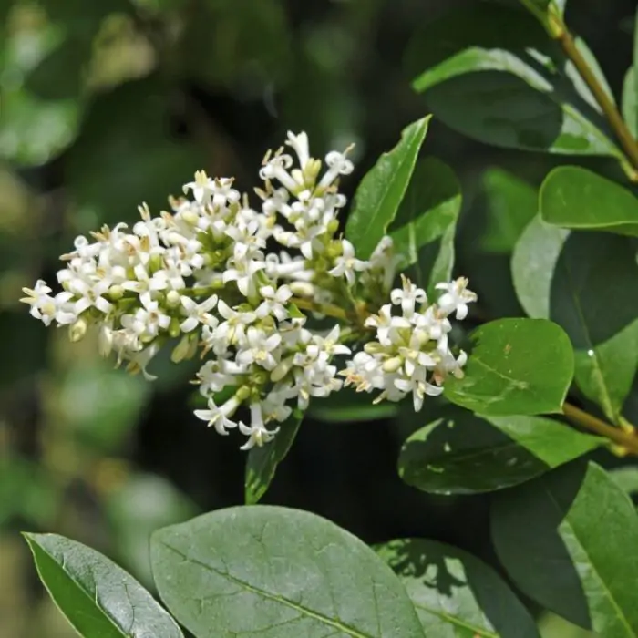 Gewhnlicher Liguster wei | Ligustrum vulgare kaufen? | Grnes Paradies